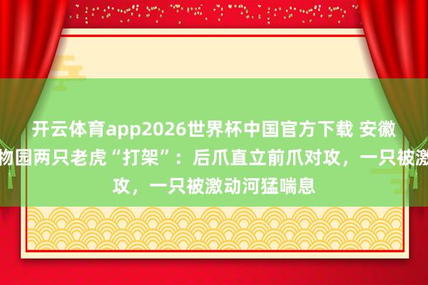 开云体育app2026世界杯中国官方下载 安徽宿州野天真物园两只老虎“打架”:后爪直立前爪对攻,一只被激动河猛喘息