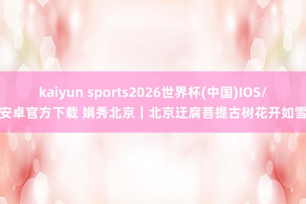 kaiyun sports2026世界杯(中国)IOS/安卓官方下载 娟秀北京｜北京迂腐菩提古树花开如雪