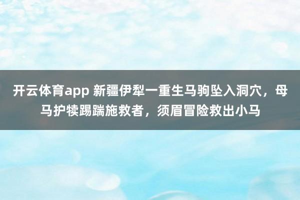 开云体育app 新疆伊犁一重生马驹坠入洞穴，母马护犊踢踹施救者，须眉冒险救出小马